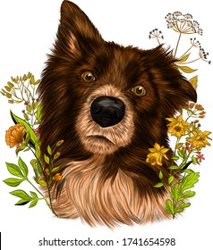 The border collie Brittany Spaniel dog brown and white with flowers vector illustration