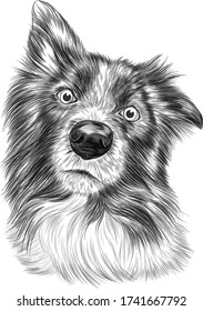 The border collie Brittany Spaniel dog black and white sketch vector illustration