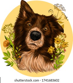 The border collie Brittany Spaniel dog brown and white with flowers on a yellow background  vector illustration