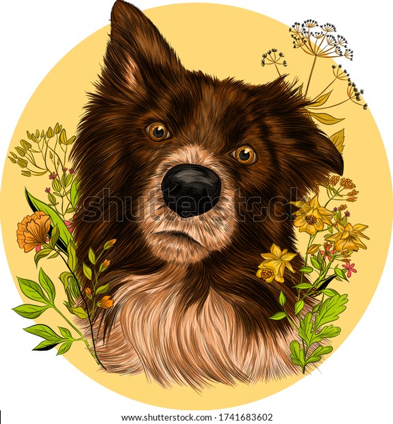 brittany border collie