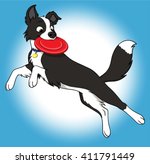Border collie catching frisbee in jump