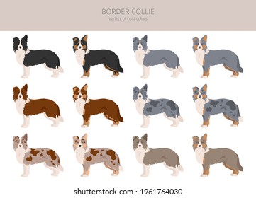 Border collie clipart. Different poses, coat colors set.  Vector illustration