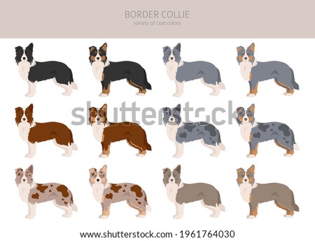 Border collie clipart. Different poses, coat colors set.  Vector illustration