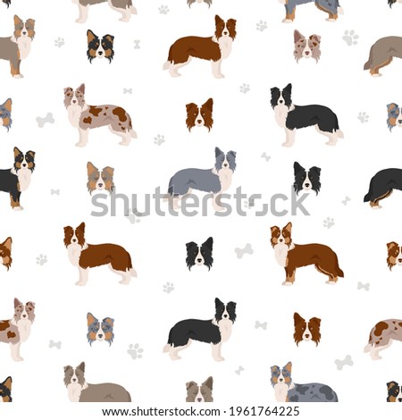 Border collie clipart. Different poses, coat colors set.  Vector illustration