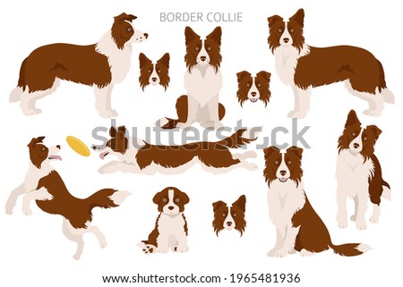 Border collie clipart. Different poses, coat colors set.  Vector illustration