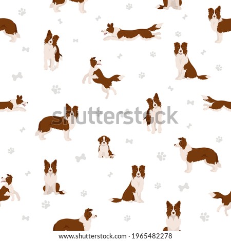 Border collie clipart. Different poses, coat colors set.  Vector illustration