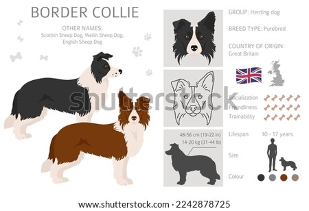 Border collie clipart. Different poses, coat colors set.  Vector illustration