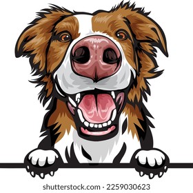 Border Collie Color Peeking Dogs. Color image of a dogs head isolated on a white background. Dog portrait, Vector illustration