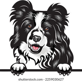 Border Collie Color Peeking Dogs. Color image of a dogs head isolated on a white background. Dog portrait, Vector illustration