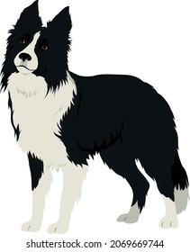 The Border Collie Colored Vector Illustration