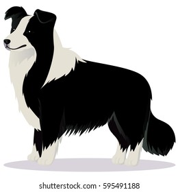 Border Collie dog black and white vector illustration