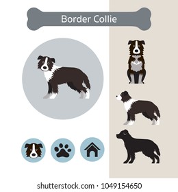 Border Collie Dog Breed Infographic, Illustration, Front and Side View, Icon