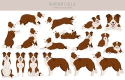 Border Collie Dog Clipart. All Coat Colors Set.  All Dog Breeds Characteristics Infographic. Vector Illustration
