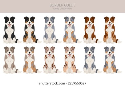 Border collie dog clipart. All coat colors set.  All dog breeds characteristics infographic. Vector illustration