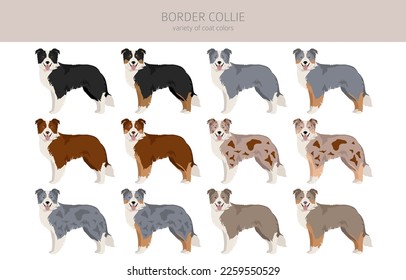 Recorte del perro de la collie de borde. Todos los colores del abrigo.  Todas las razas de perros tienen características infográficas. Ilustración del vector