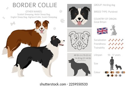 Border collie dog clipart. All coat colors set.  All dog breeds characteristics infographic. Vector illustration
