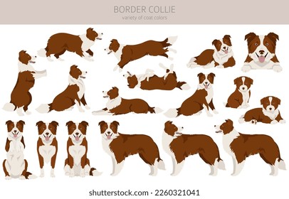 Border collie dog clipart. All coat colors set.  All dog breeds characteristics infographic. Vector illustration