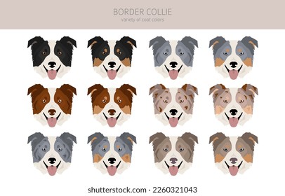 Border collie dog clipart. All coat colors set.  All dog breeds characteristics infographic. Vector illustration