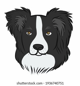 Border Collie Dog Face Cartoon Vector Illustration	