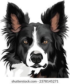 Border Collie Dog Face Vector Design