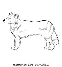 Border Collie dog isolated on white background. Hand drawn dog breed vector sketch.