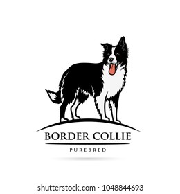 Border collie dog - isolated vector illustration