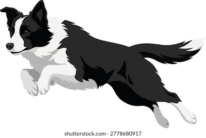 Border collie dog mid jump in action with white background full body black and white athletic energetic domestic intelligent companion illustration isolated side view