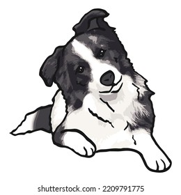 Border Collie Dog Pet Colored Drawing