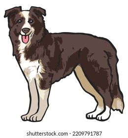 Border Collie Dog Pet Colored Drawing