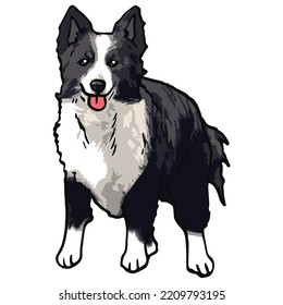 Border Collie Dog Pet Colored Drawing