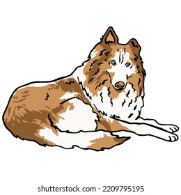 Border Collie Dog Pet Colored Drawing