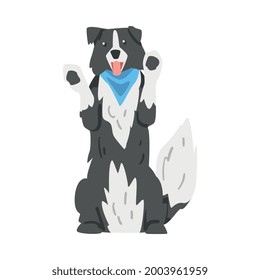 Border Collie Dog Standing on its Hind Legs, Smart Shepherd Pet Animal with Black White Coat Cartoon Vector Illustration