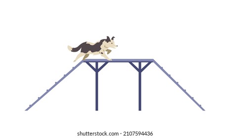 Border collie Dog training on agility field flat vector illustration. Dog passing boarder slide. Isolated.