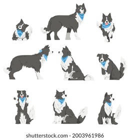 Border Collie Dog in Various Poses Set, Smart Shepherd Pet Animal with Black White Coat in Blue Neckerchief Cartoon Vector Illustration
