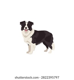 Border Collie Dog Vector Illustration - Purebred Herding Sheepdog Isolated on White Background