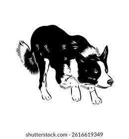 Border Collie Dog Vector isolated on white background, Dog Silhouettes.