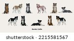 Border Collie drawing. Cute dog characters in various poses, designs for prints adorable and cute cartoon vector sets, in different poses. All popular colors. Collie collection, black and white.