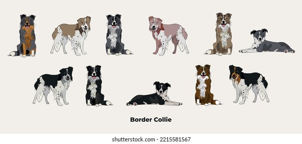 Dibujo de borde de color. Personajes de perros en diferentes poses, diseños para impresiones adorables y lindos conjuntos vectores de dibujos animados, en diferentes poses. Todos los colores populares. Collie, colección en blanco y negro.