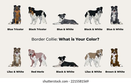 Dibujo de borde de color. Personajes de perros en diferentes poses, diseños para impresiones adorables y lindos conjuntos vectores de dibujos animados, en diferentes poses. Todos los colores populares. Collie, colección en blanco y negro.