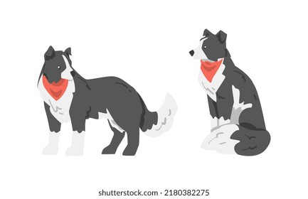 Border Collie as Herding Dog Breed with Thick Fur Wearing Red Neckcloth Sitting and Standing Vector Set