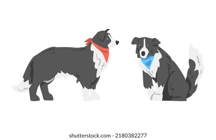 Border Collie as Herding Dog Breed with Thick Fur Wearing Neckcloth Sitting and Standing Vector Set