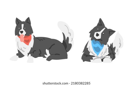 Border Collie as Herding Dog Breed with Thick Fur Wearing Neckcloth Sitting Vector Set