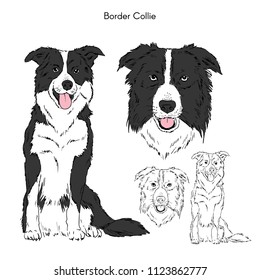 Border Collie Illustration, Dog Breeds