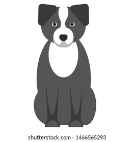 border collie illustration on white background