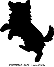 Border Collie jumping side silhouette