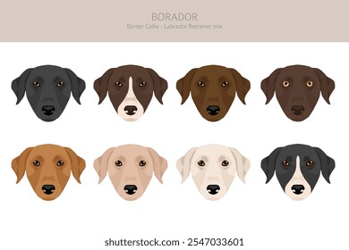 Border Collie Labrador Retriever mix. Borador Clipart... Diferentes cores de casaco definido.  Ilustração vetorial