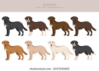 Border Collie Labrador Retriever mix. Borador Clipart... Diferentes cores de casaco definido.  Ilustração vetorial