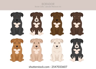 Border Collie Labrador Retriever mix. Borador Clipart. Conjunto de diferentes colores de pelaje.  Ilustración vectorial