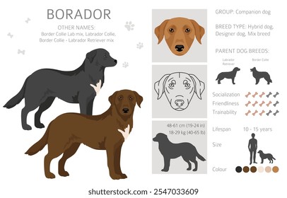 Border Collie Labrador Retriever mix. Borador Clipart... Diferentes cores de casaco definido.  Ilustração vetorial