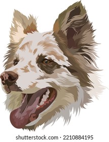 Border Collie. Marble color. Vector illustration. Portrait of a dog with his tongue hanging out.